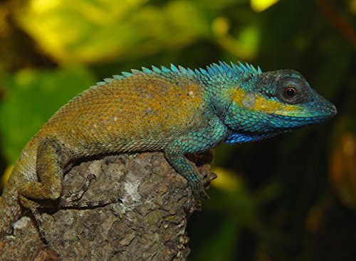 lucky-reptile-bright-sun-zoo-desert-150-watt-uv-metalldampflampe-e27 image 6