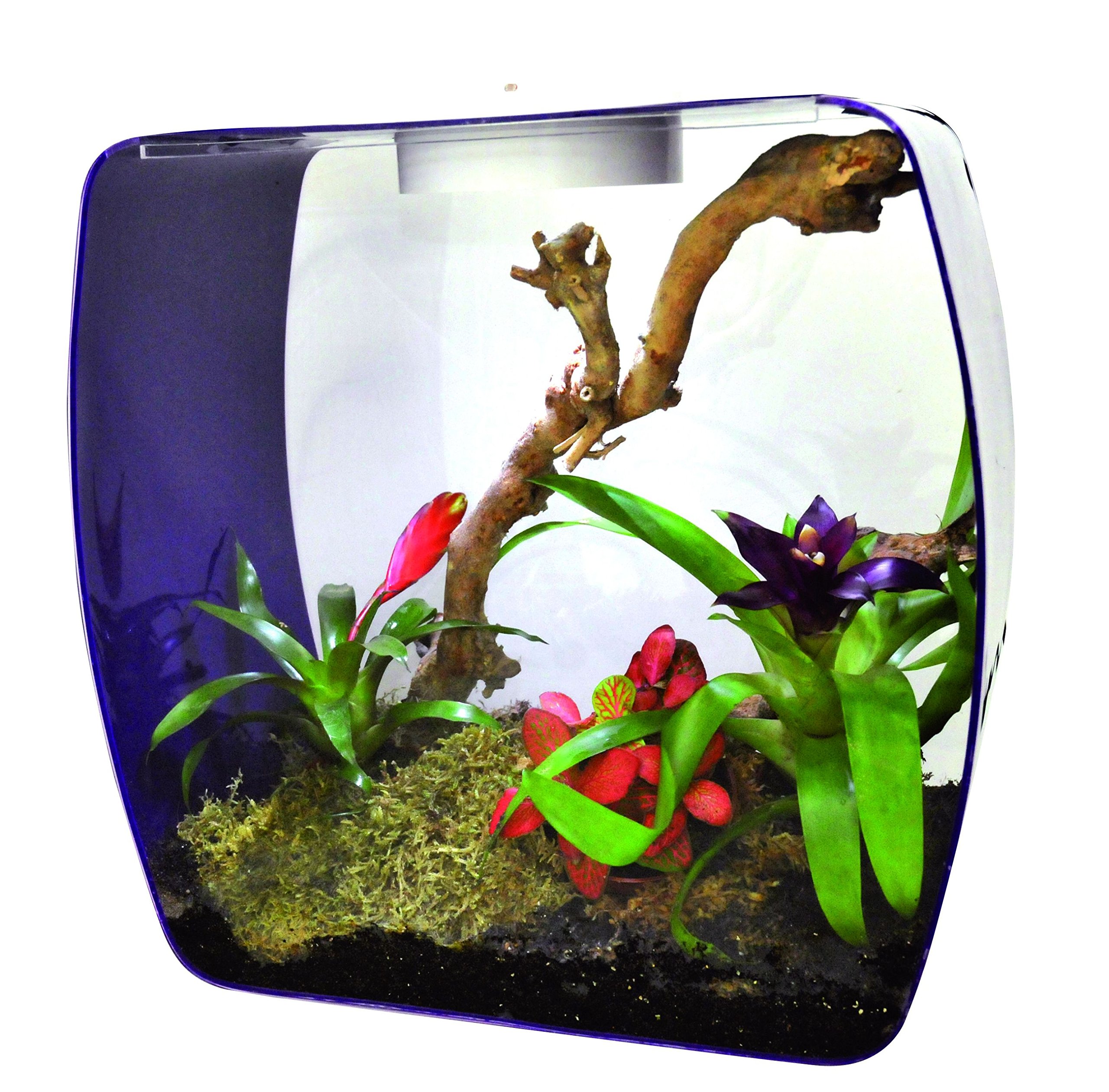 lucky-reptile-lb-30op-life-box-30-designterrarium-acrylglas-beere-30x18x30-cm image 3