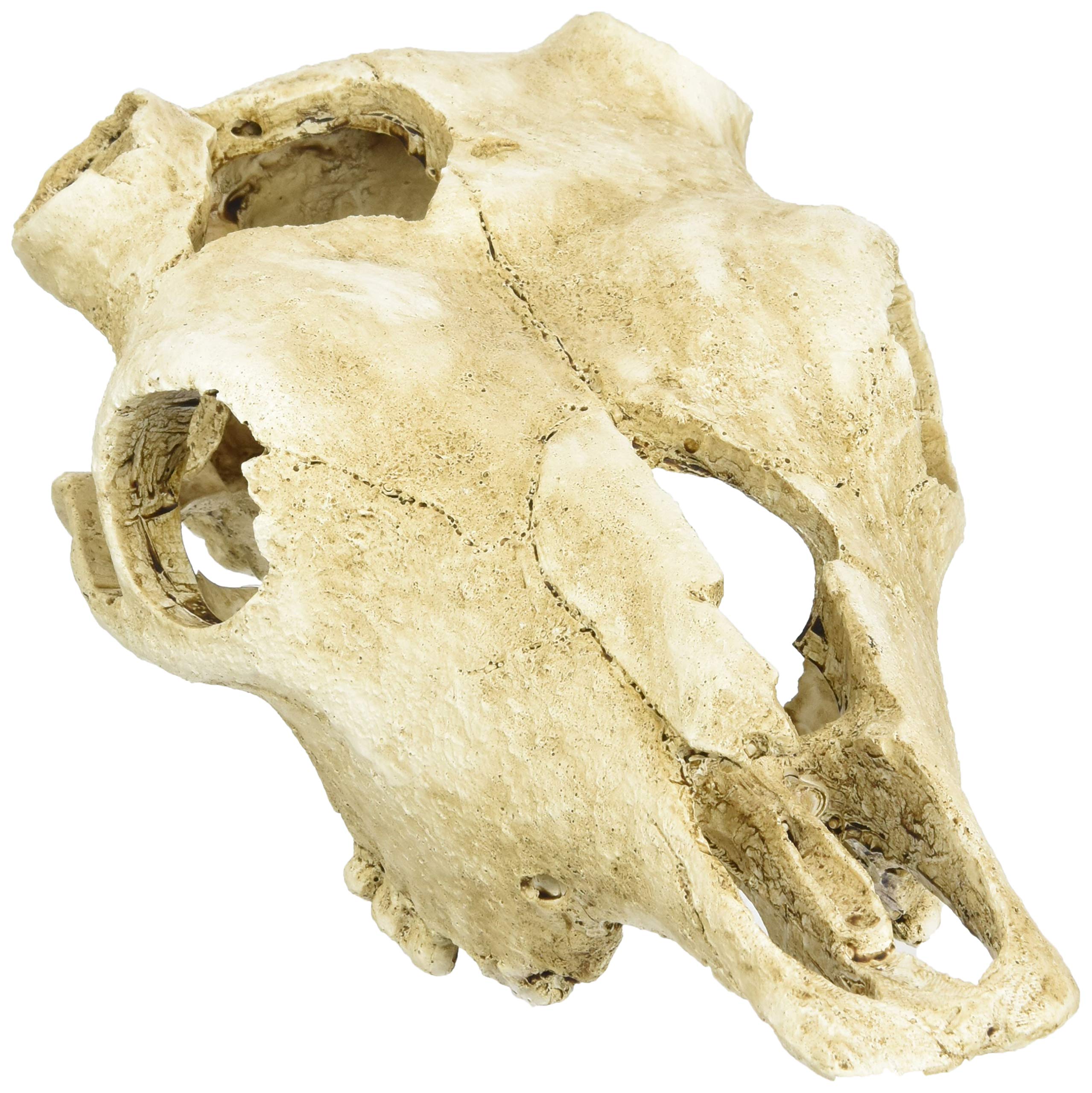 lucky-reptile-deco-skull-cow-kuhsch-del-terrarien-deko-22-cm image 1