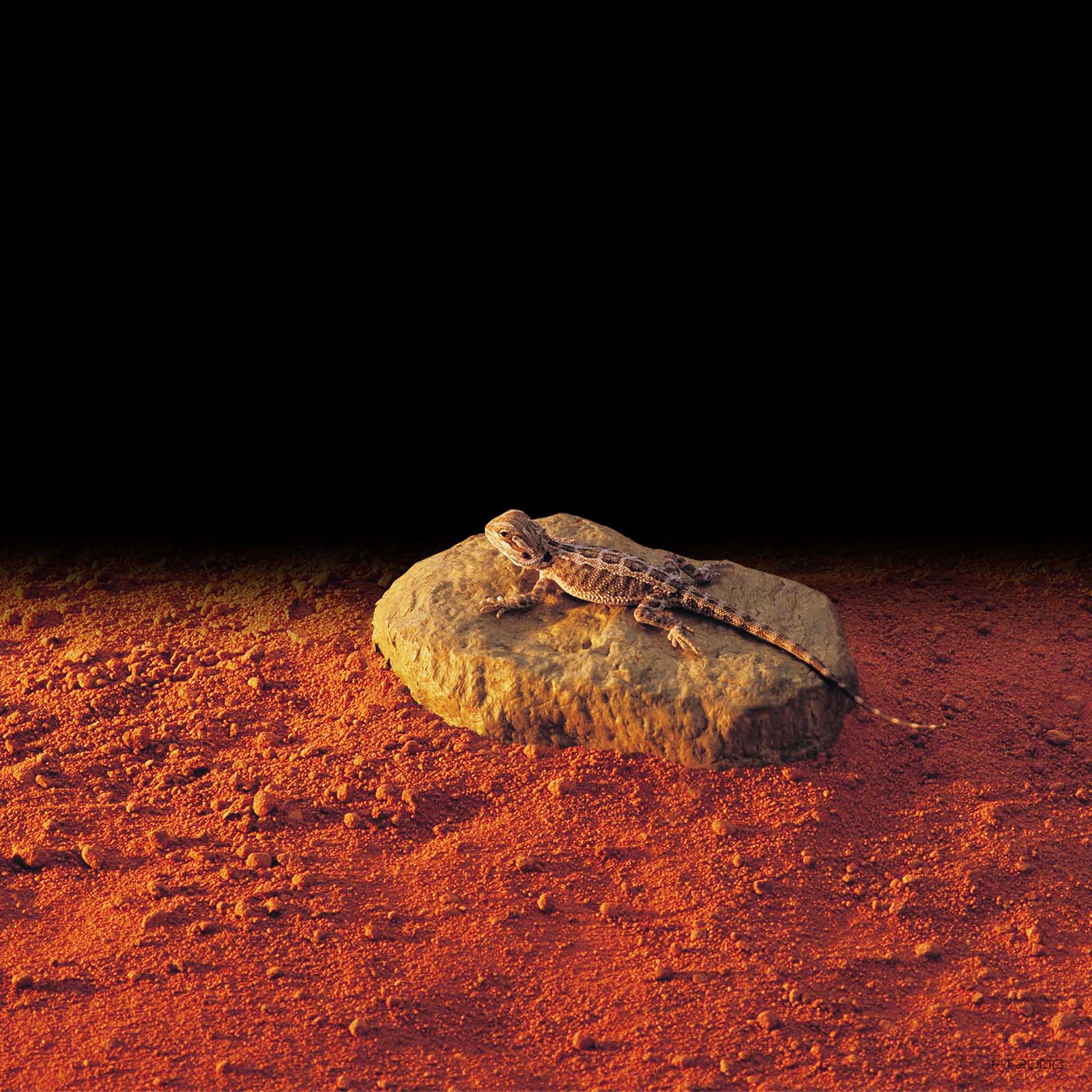 exo-terra-heat-wave-rock-small-5w-beheizbarer-w-rmestein image 3