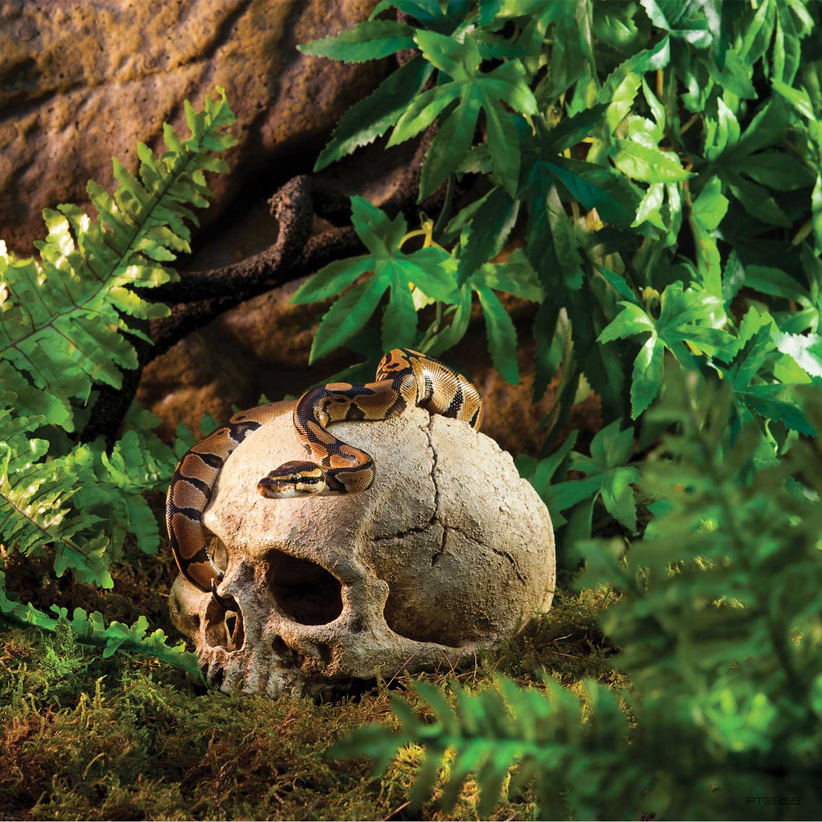 exo-terra-primate-skull-sch-del-versteck-reptile-den-h-hle image 3