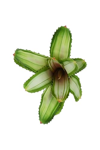 lucky-reptile-scape-it-easy-bromelie-neoregelia-wei-ca-20-cm-terrarien-dekopflan image 6