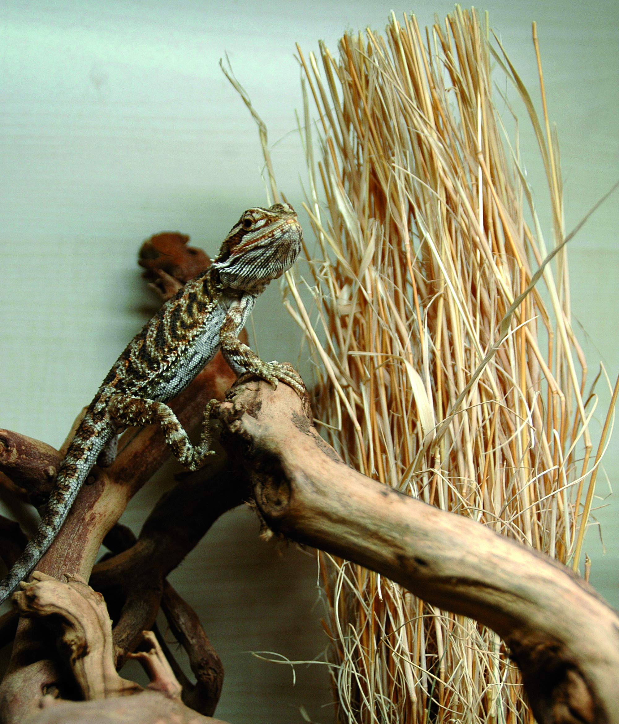 lucky-reptile-grasb-schel-terrarienpflanze-deko-ca-25-40-cm-f-r-w-sten-terrarium image 3
