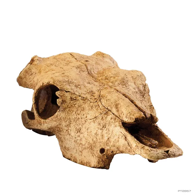 exo-terra-buffalo-skull-sch-del-versteck-f-r-reptilien image 1