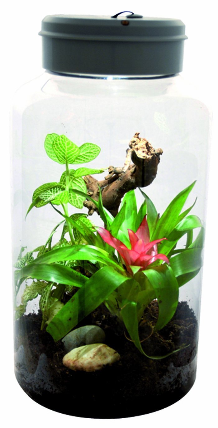 lucky-reptile-insect-tarrium-nanoterrarium-mit-led-17-7-x-17-5-x-36-cm image 1