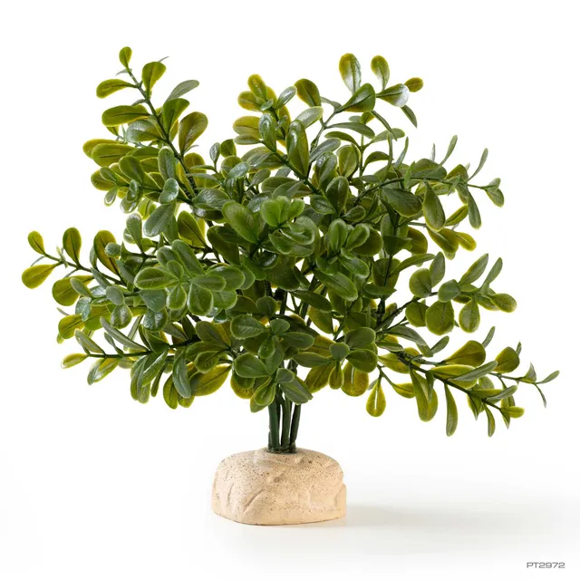 exo-terra-calcarea-boxwood-k-nstliche-terrarienpflanze-buchs image 1