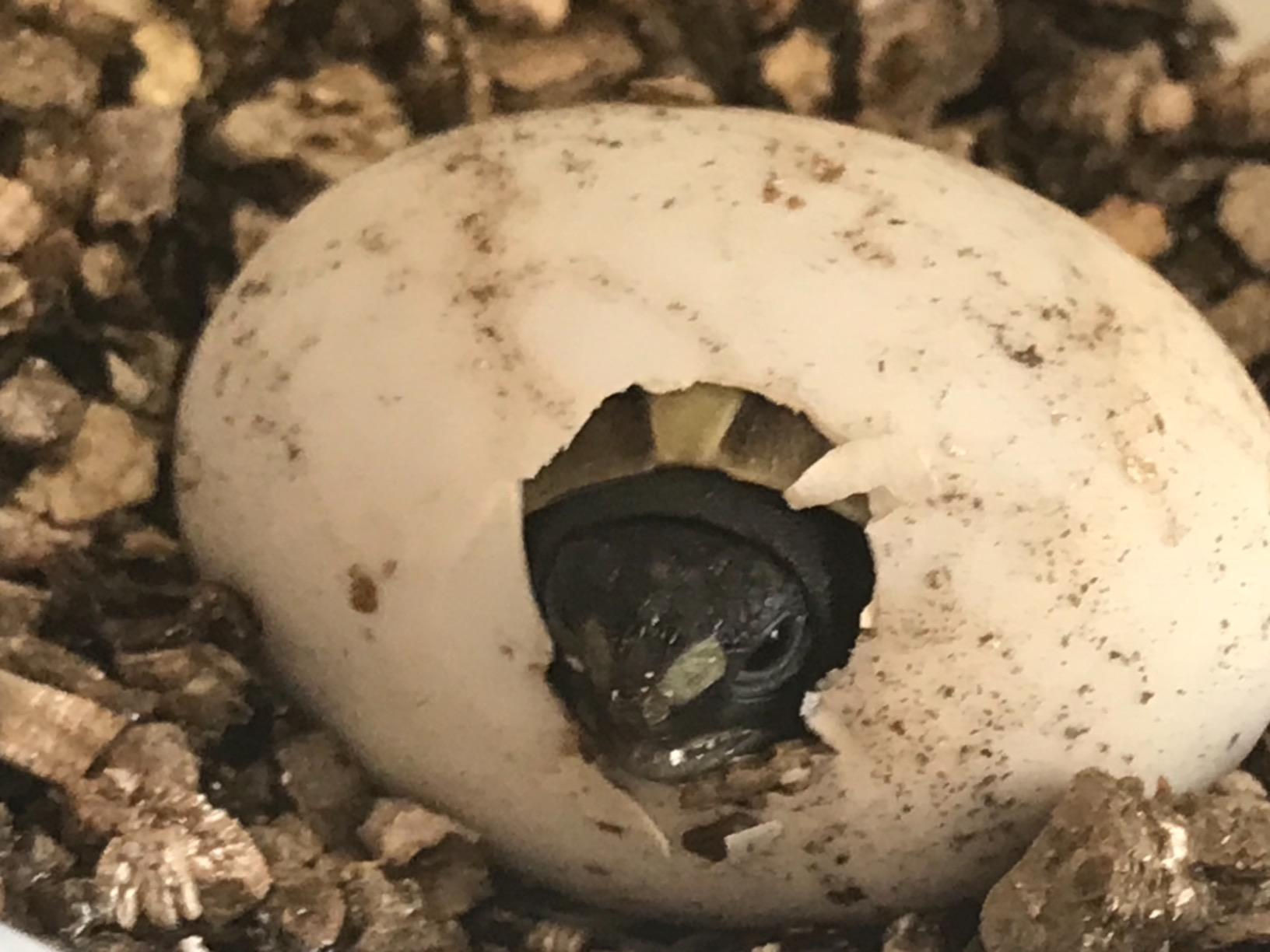 Klasse für Schildkröteneier
