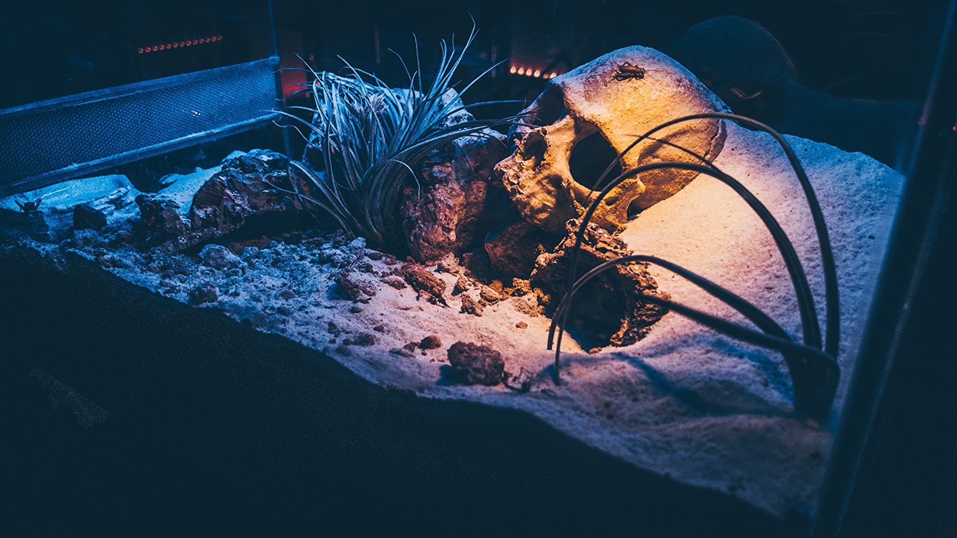 Solides Komplett-Terrarium