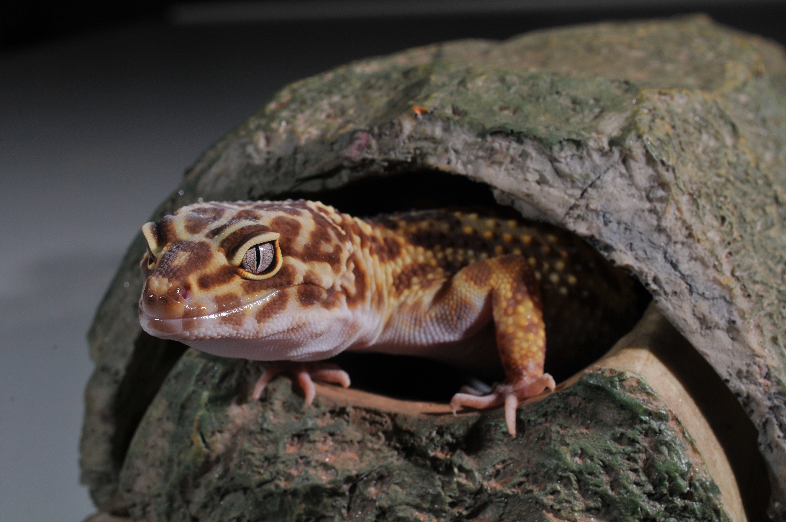 lucky-reptile-starter-kit-leopardgecko-komplett-terrarium-80-x-40-x-52-cm-wei image 5