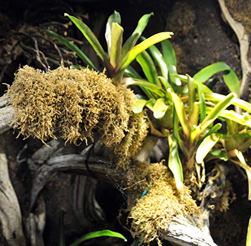 lucky-reptile-vivarium-moos-terrarienmoos-150-gramm image 6