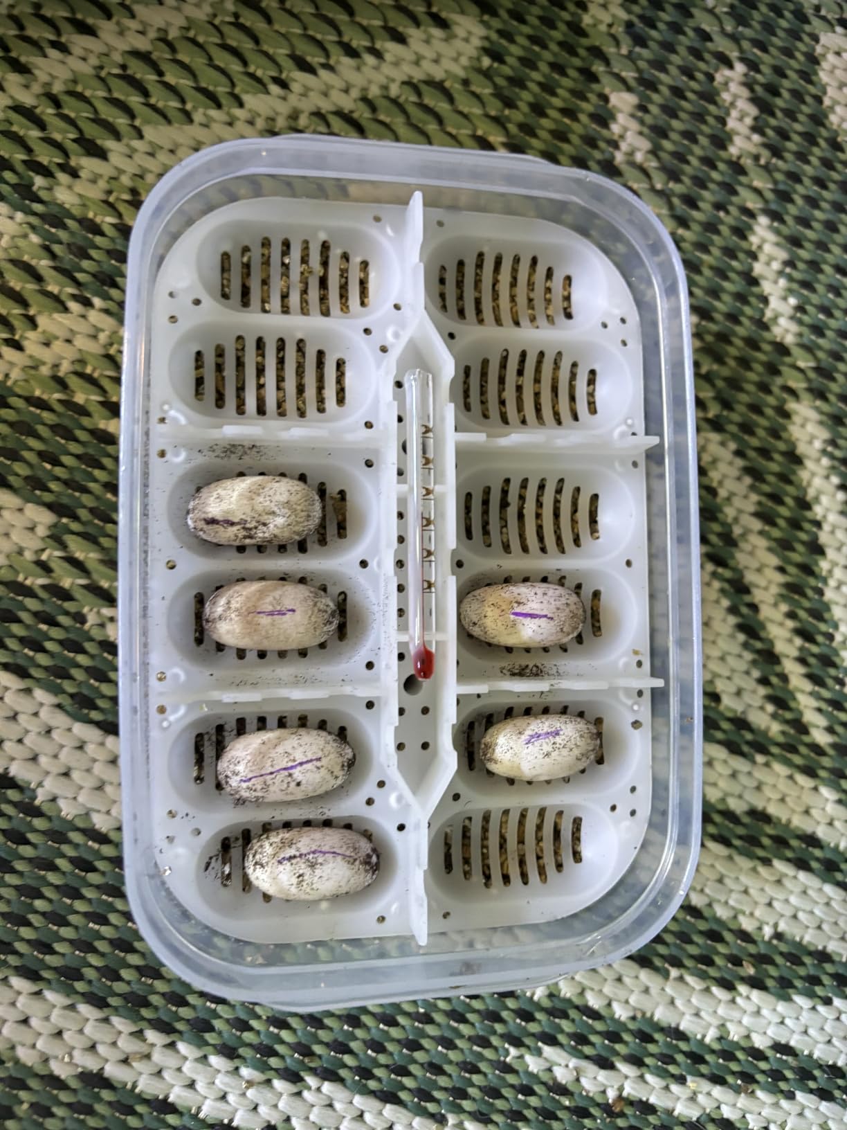 Top Schlupfquote bei meinen Leopardgeckos