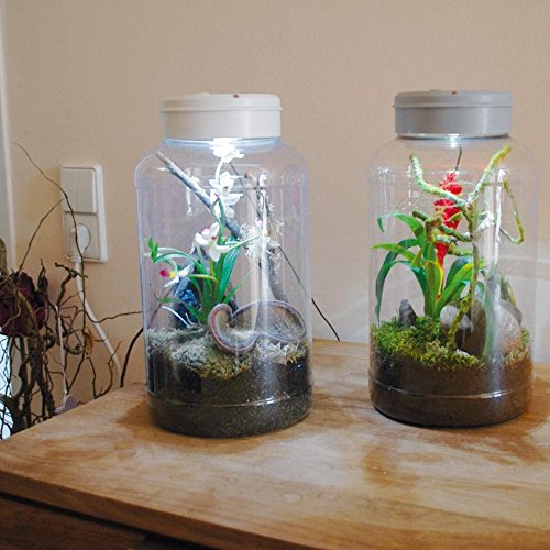 lucky-reptile-insect-tarrium-nanoterrarium-mit-led-17-7-x-17-5-x-36-cm image 4