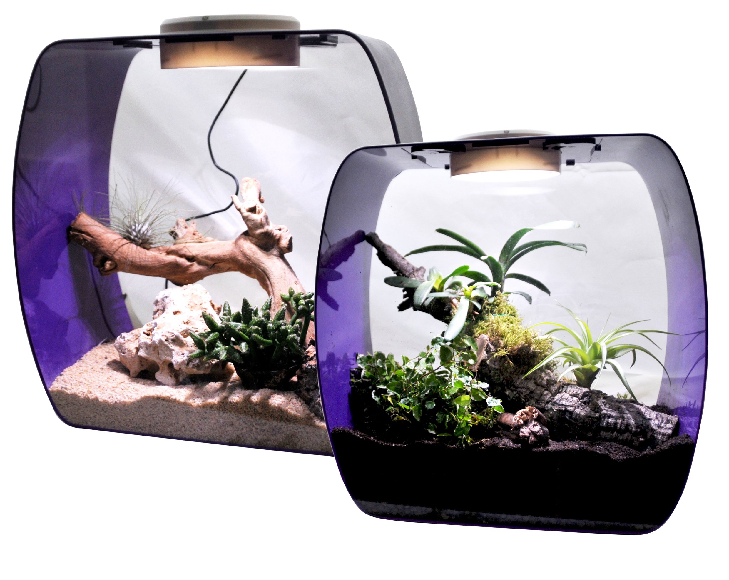 lucky-reptile-lb-30op-life-box-30-designterrarium-acrylglas-beere-30x18x30-cm image 2