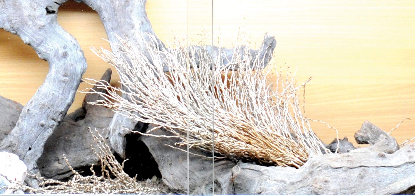 lucky-reptile-palmwedel-palmfackel-30-40-cm-naturdeko image 3