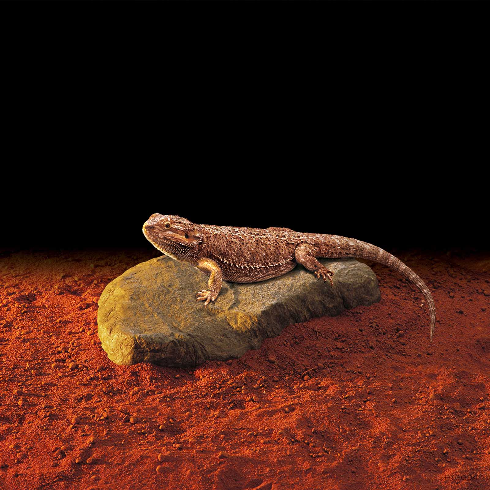 exo-terra-heat-wave-rock-large-15w-heizstein image 3