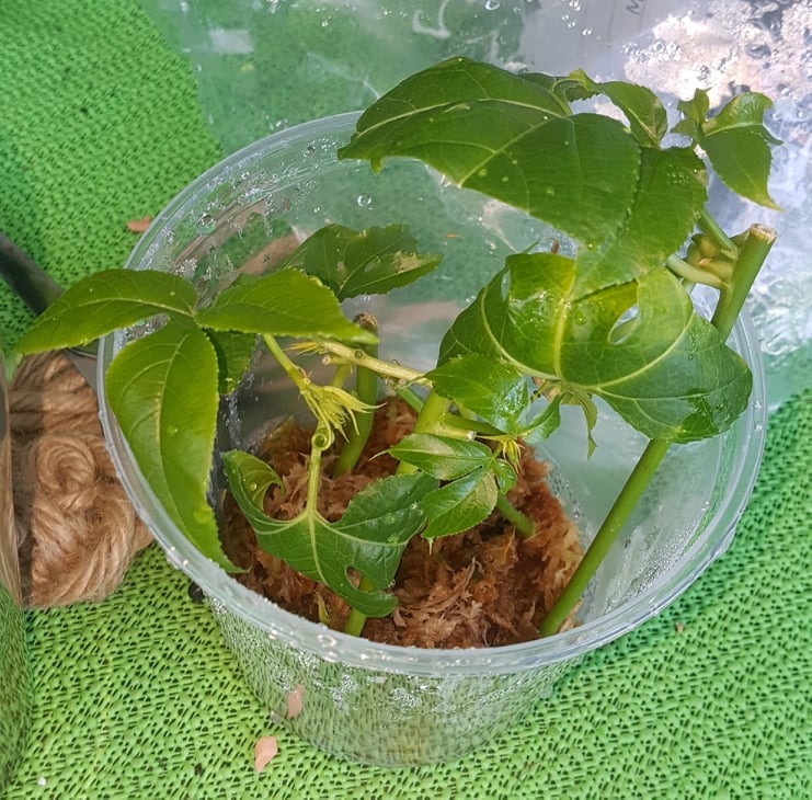 Ideal für Regenwaldterrarien