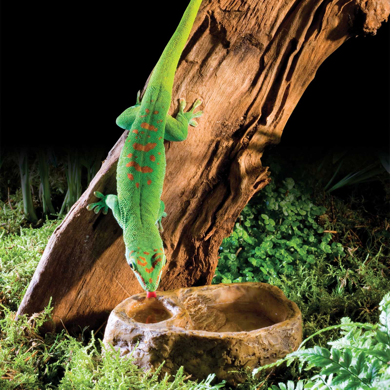 exo-terra-gecko-dish-2-in-1-futter-und-wassernapf image 3