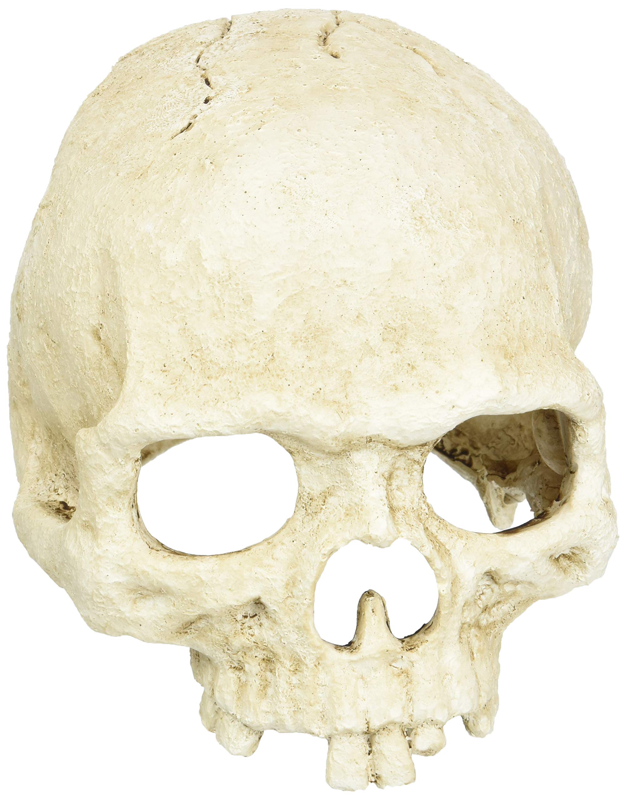 lucky-reptile-deco-skull-cow-kuhsch-del-terrarien-deko-22-cm image 4