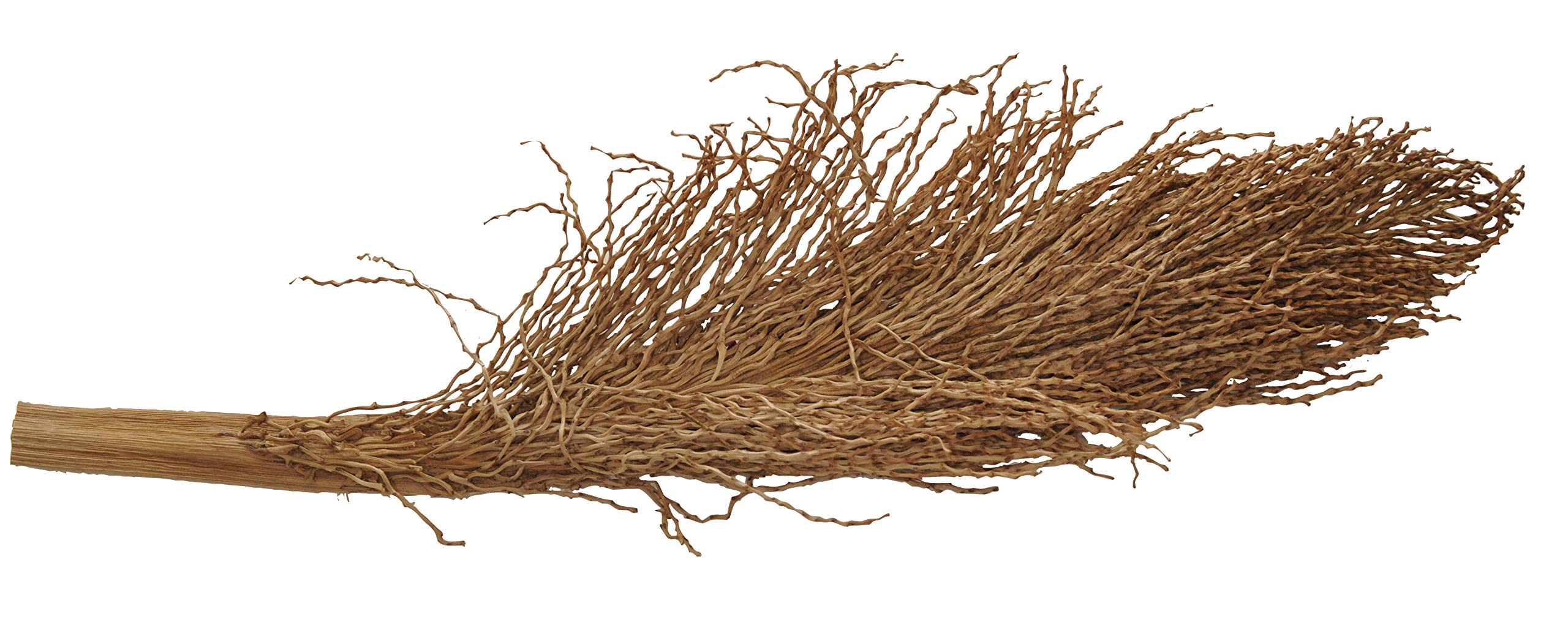 lucky-reptile-palmwedel-palmfackel-30-40-cm-naturdeko image 2