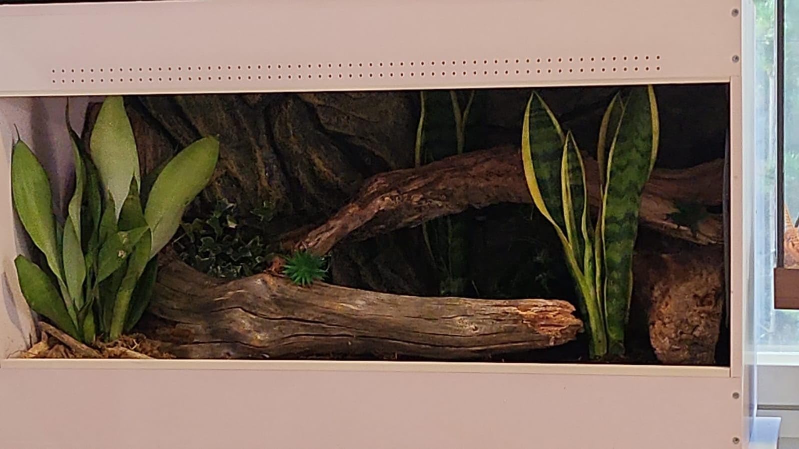 Solides Basic-Terrarium