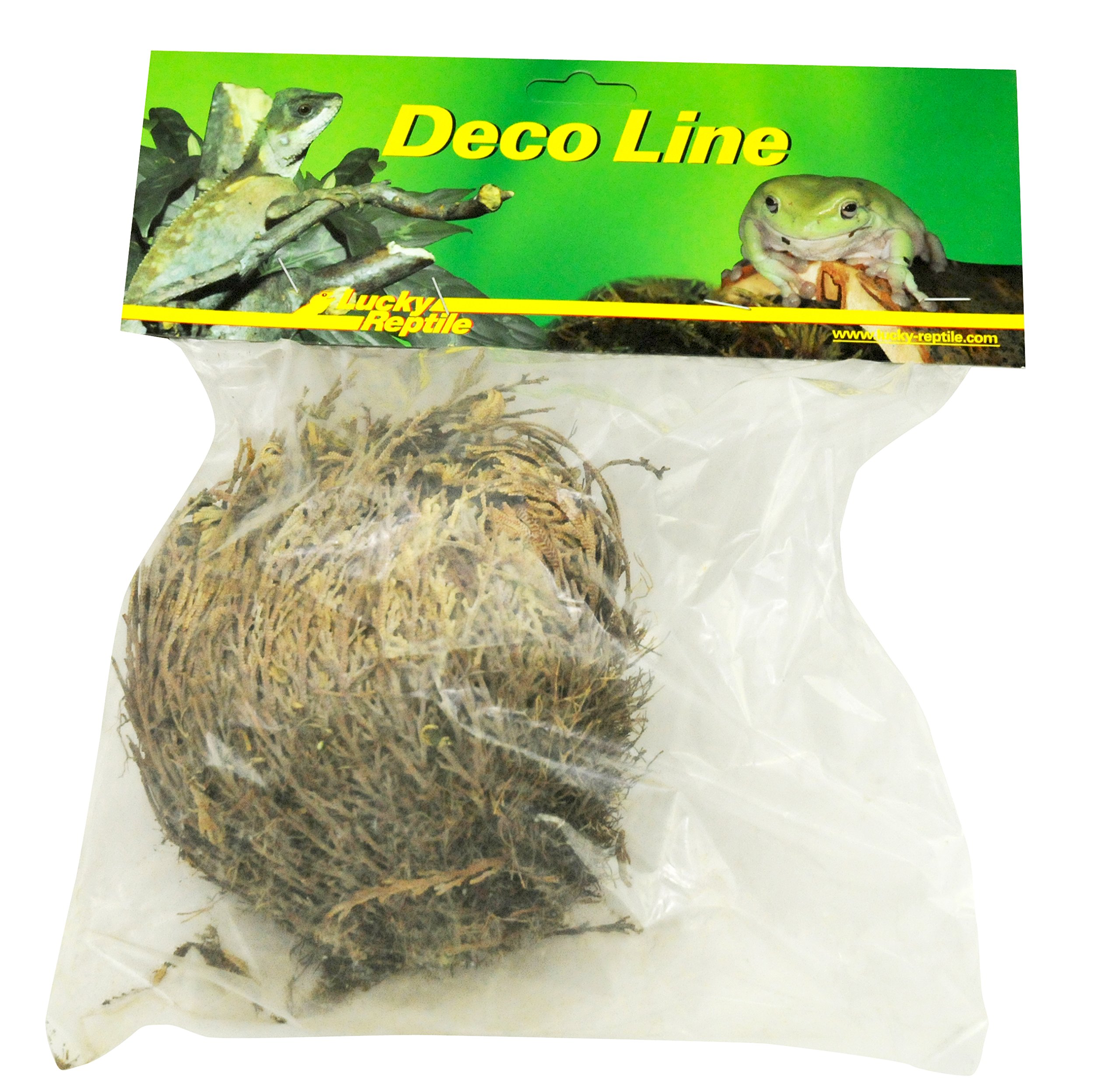 lucky-reptile-rose-von-jericho-w-stenpflanze-f-r-trockenterrarien image 1