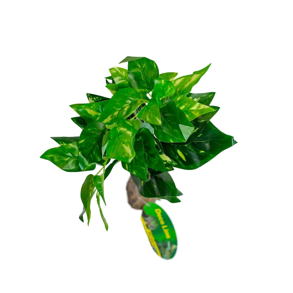 lucky-reptile-scindapsus-gr-n-terrarienpflanze-40-cm-auf-steinsockel image 3