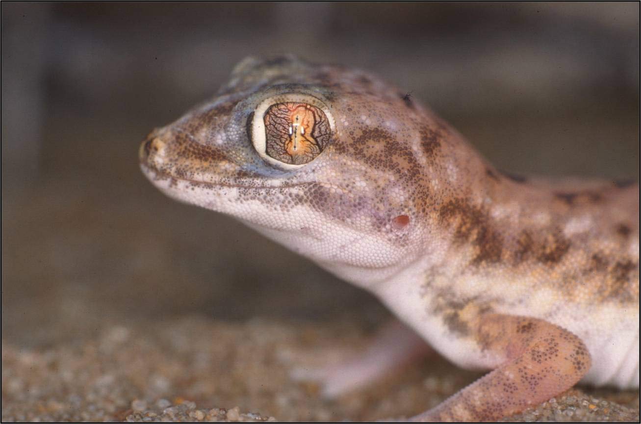 lucky-reptile-starter-kit-w-stengecko-50-x-28-x-40-cm-wei image 7