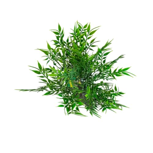 lucky-reptile-bambusb-schel-64702-terrariendeko-25-cm-210-g image 6
