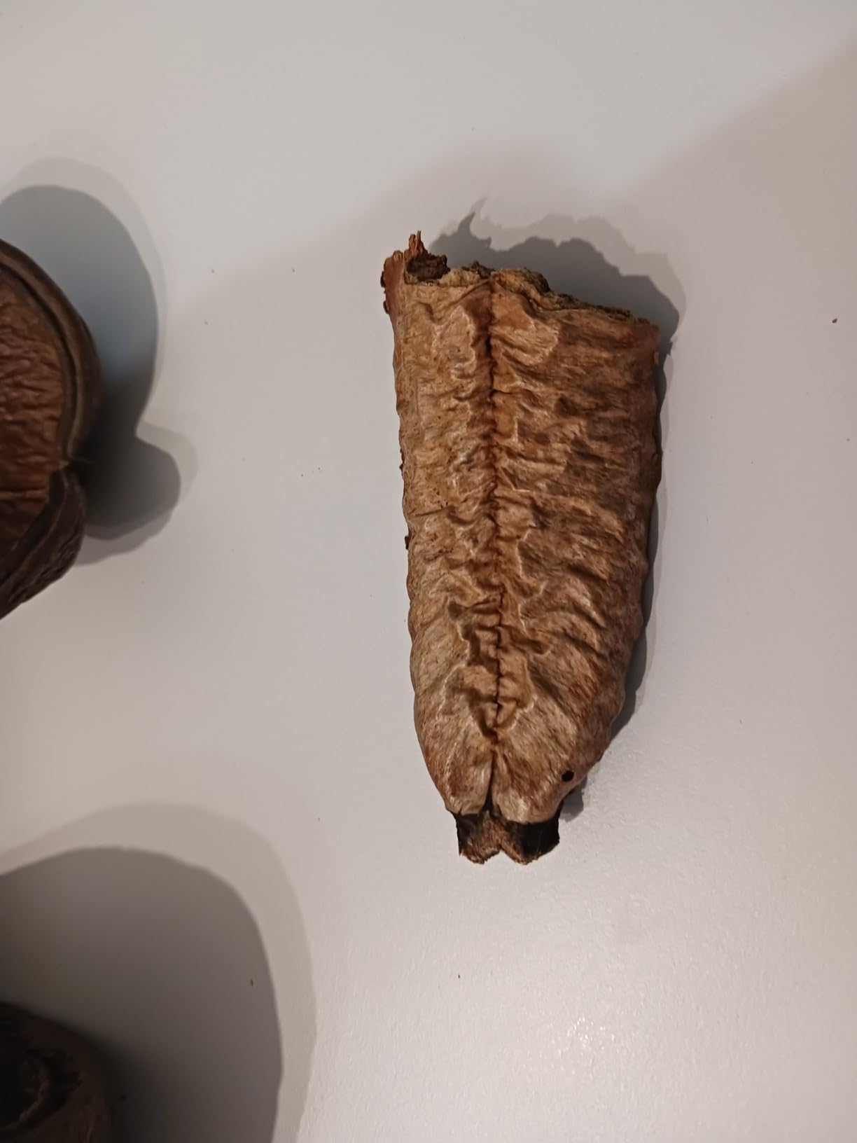 Schöne Naturdeko fürs Terrarium