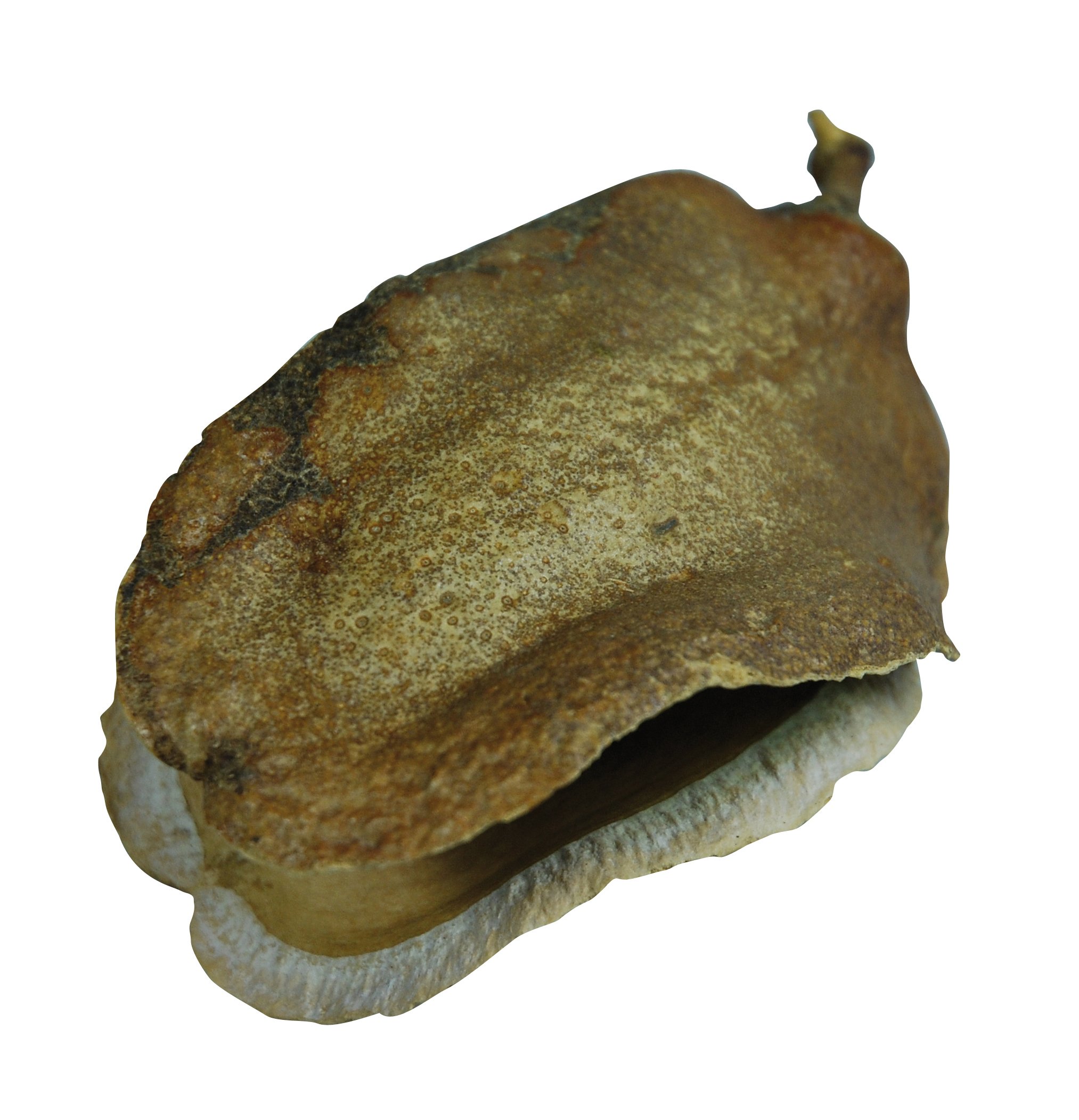 lucky-reptile-db-01-nature-s-treasure-deko-box-naturdeko image 7