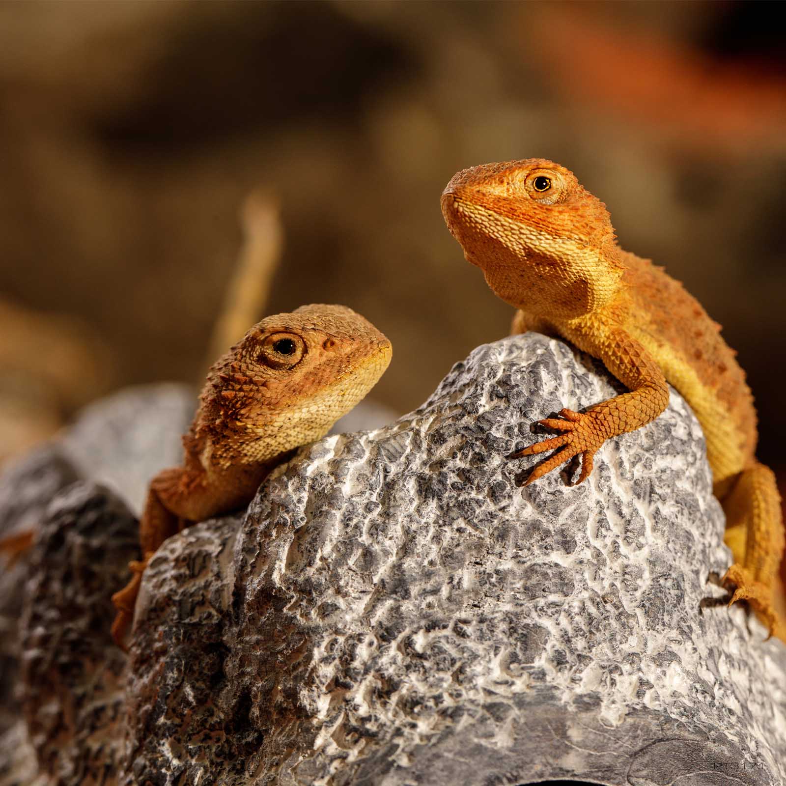 exo-terra-wet-rock-small-feuchte-h-hle-reptile-den-aus-keramik image 2