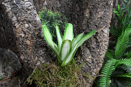 lucky-reptile-scape-it-easy-bromelie-neoregelia-wei-ca-20-cm-terrarien-dekopflan image 8