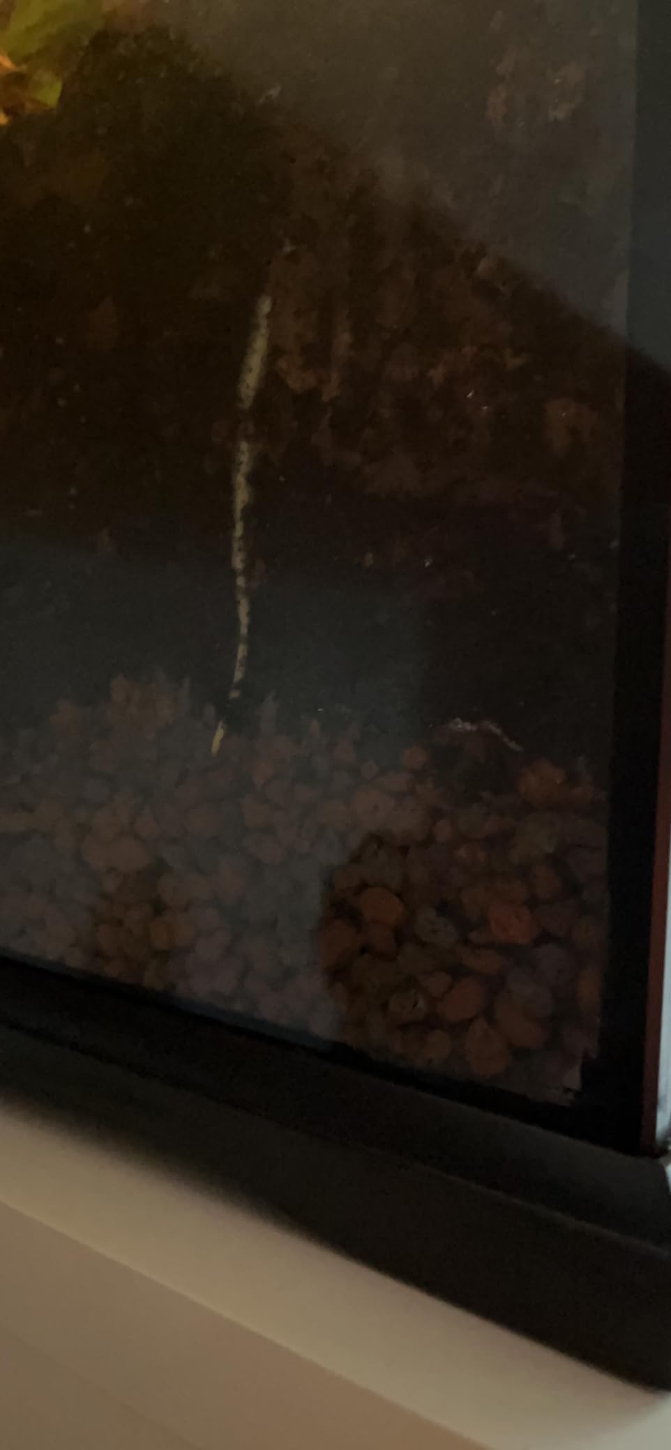 Perfekt für mein Regenwaldterrarium