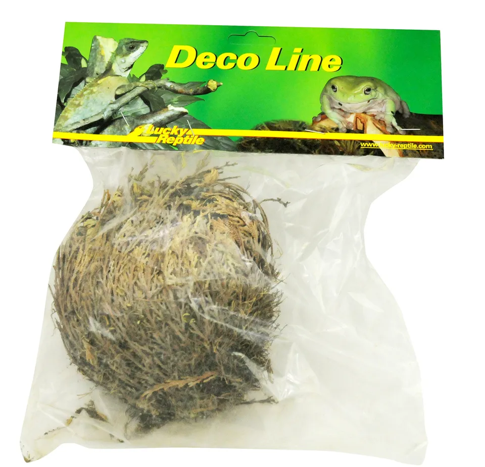 lucky-reptile-rose-von-jericho-w-stenpflanze-f-r-trockenterrarien image 1