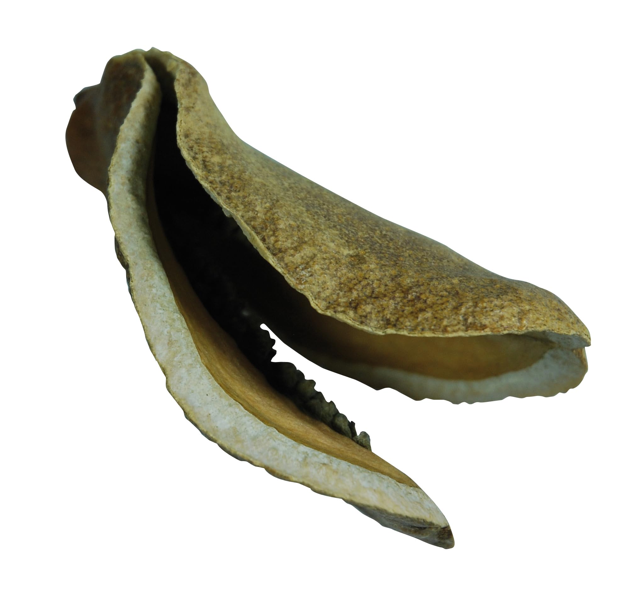 lucky-reptile-db-01-nature-s-treasure-deko-box-naturdeko image 3