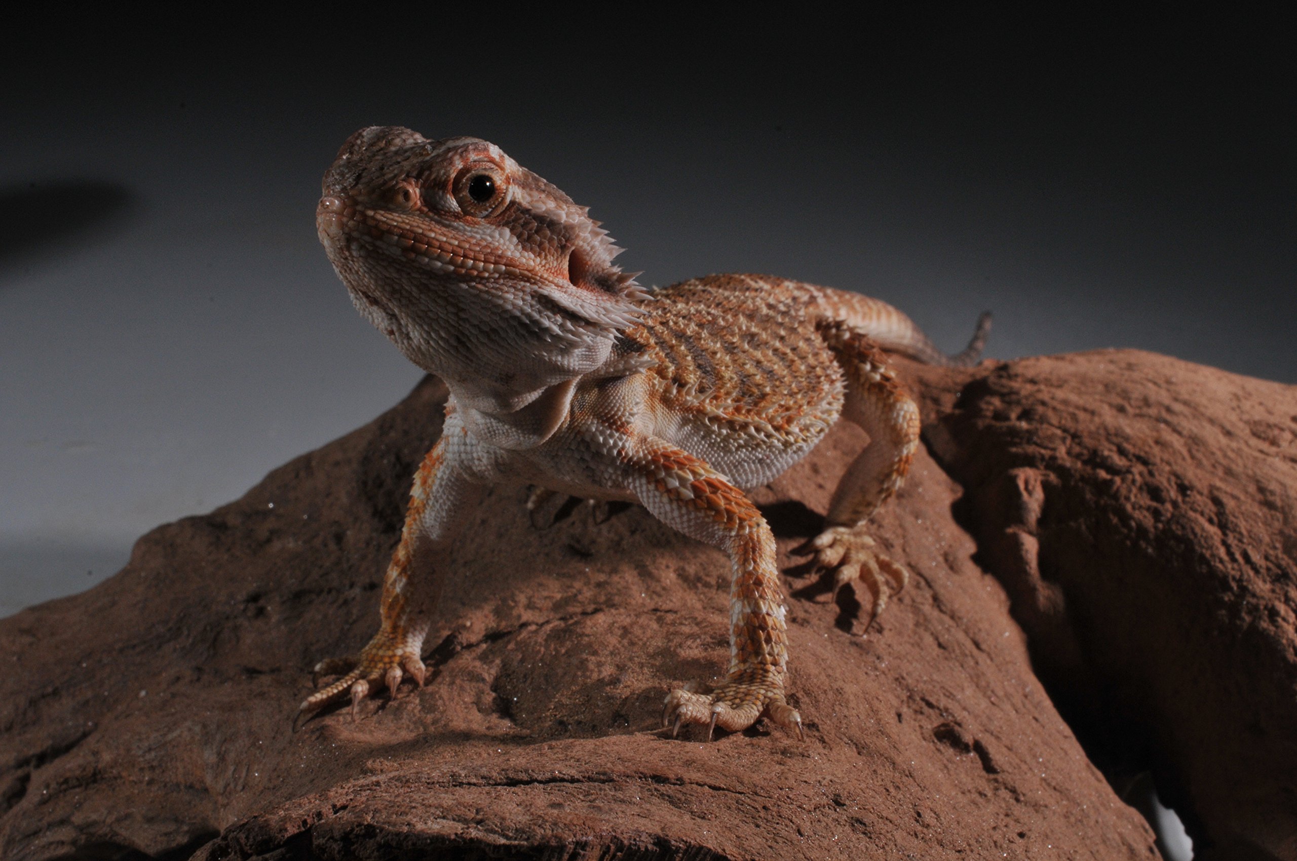 lucky-reptile-starter-kit-bartagame-80x40x52-cm-schwarz-komplett-terrarium image 5