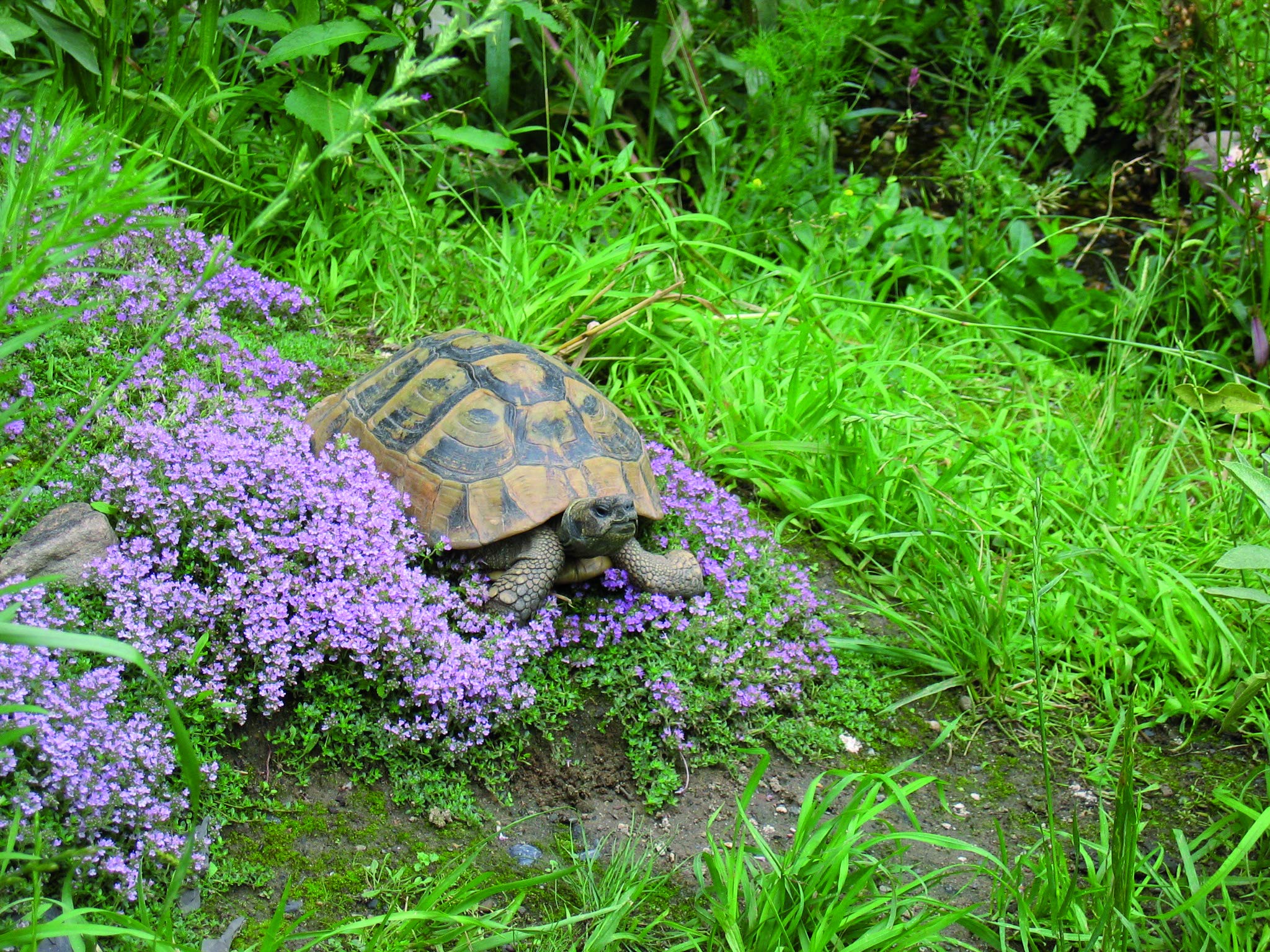 lucky-reptile-hg-05-herb-garden-ringelblume-3-g-samen-f-r-reptilien-und-nager image 3