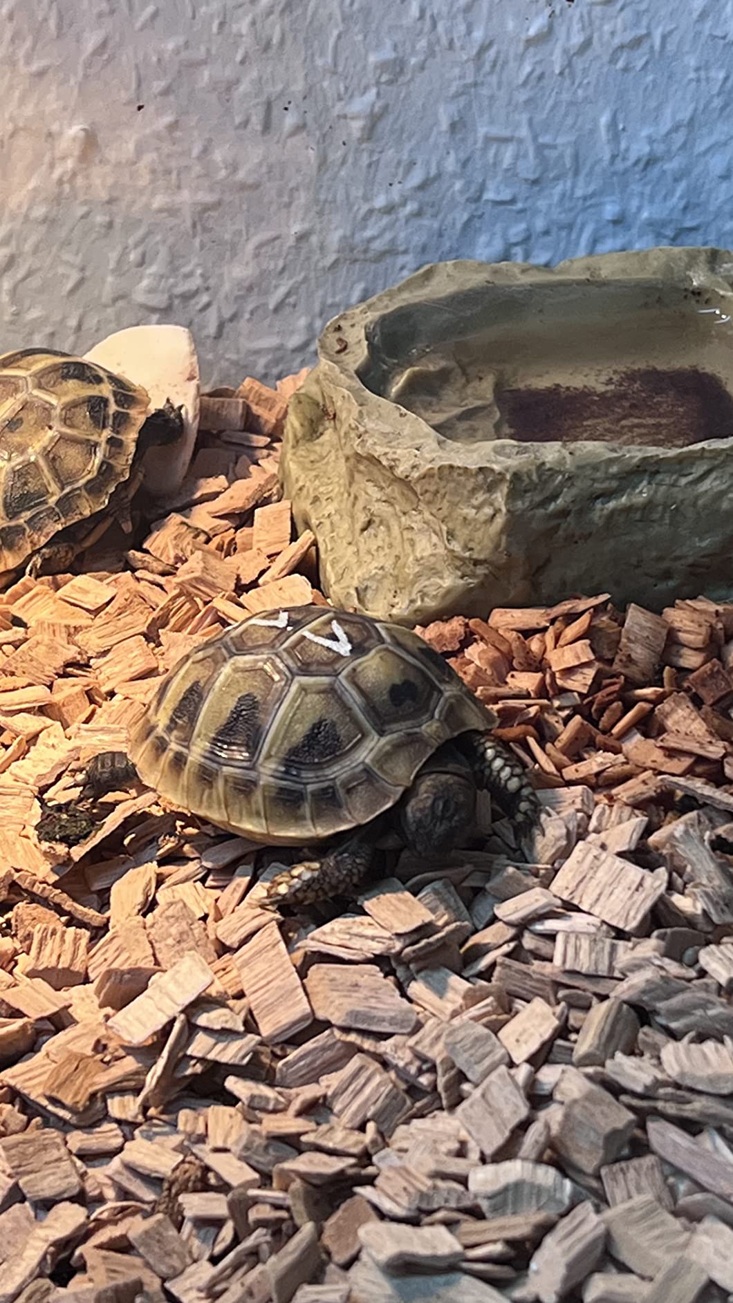 Meine Schildkröte ist verrückt danach