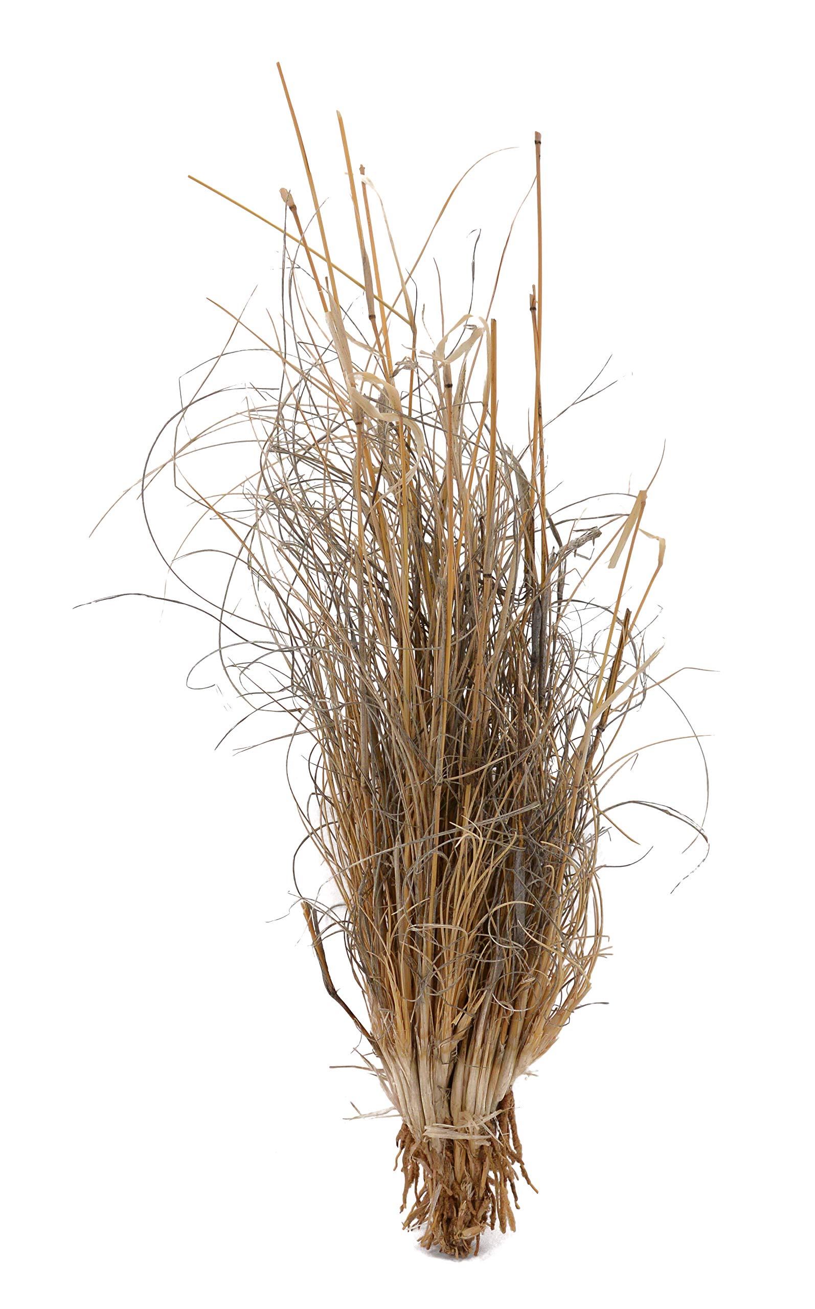 lucky-reptile-grasb-schel-terrarienpflanze-deko-ca-25-40-cm-f-r-w-sten-terrarium image 1