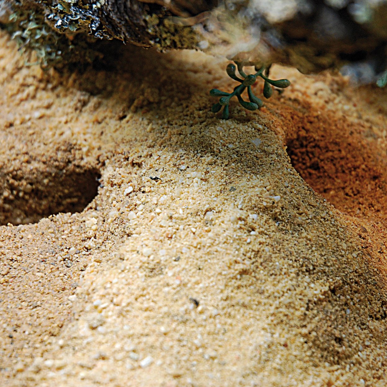 lucky-reptile-herp-pottery-lehmgranulat-grabf-higes-terrarium-substrat image 3