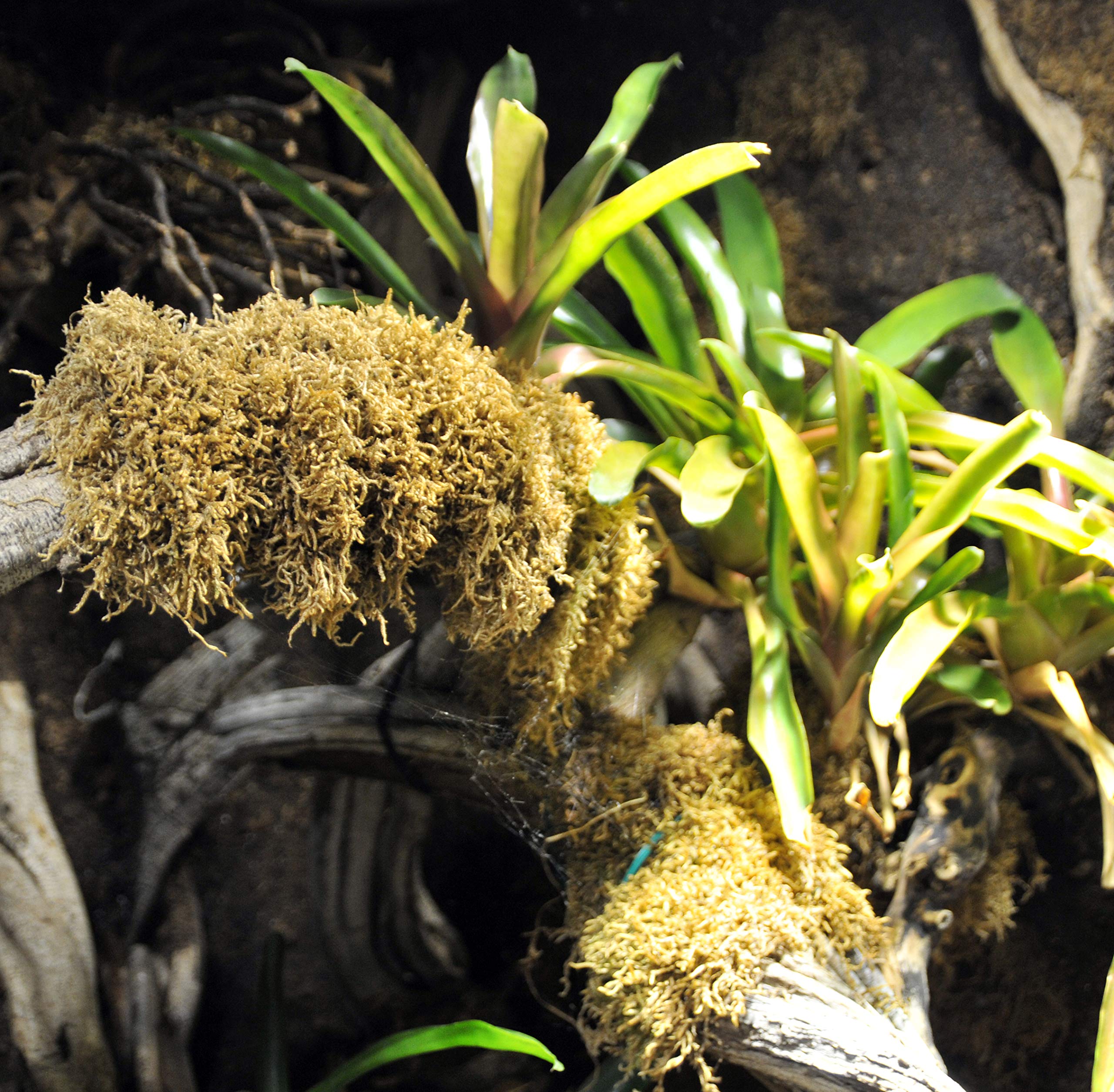 lucky-reptile-vivarium-moos-terrarienmoos-150-gramm image 3