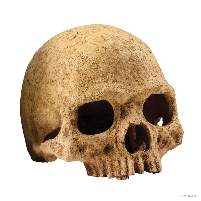 exo-terra-primate-skull-sch-del-versteck-reptile-den-h-hle image 1
