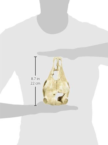 lucky-reptile-deco-skull-cow-kuhsch-del-terrarien-deko-22-cm image 8