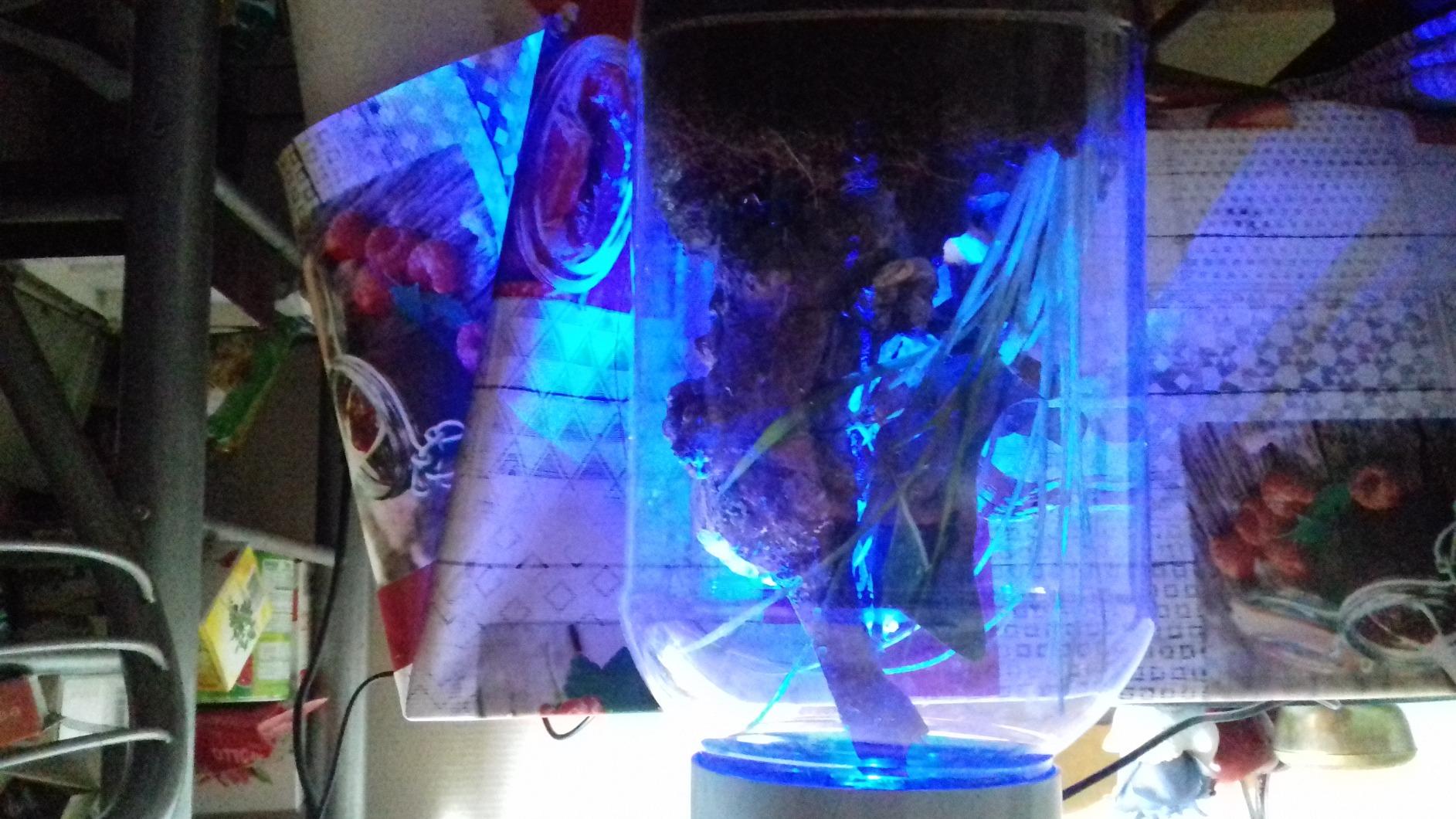 Schönes Nanoterrarium