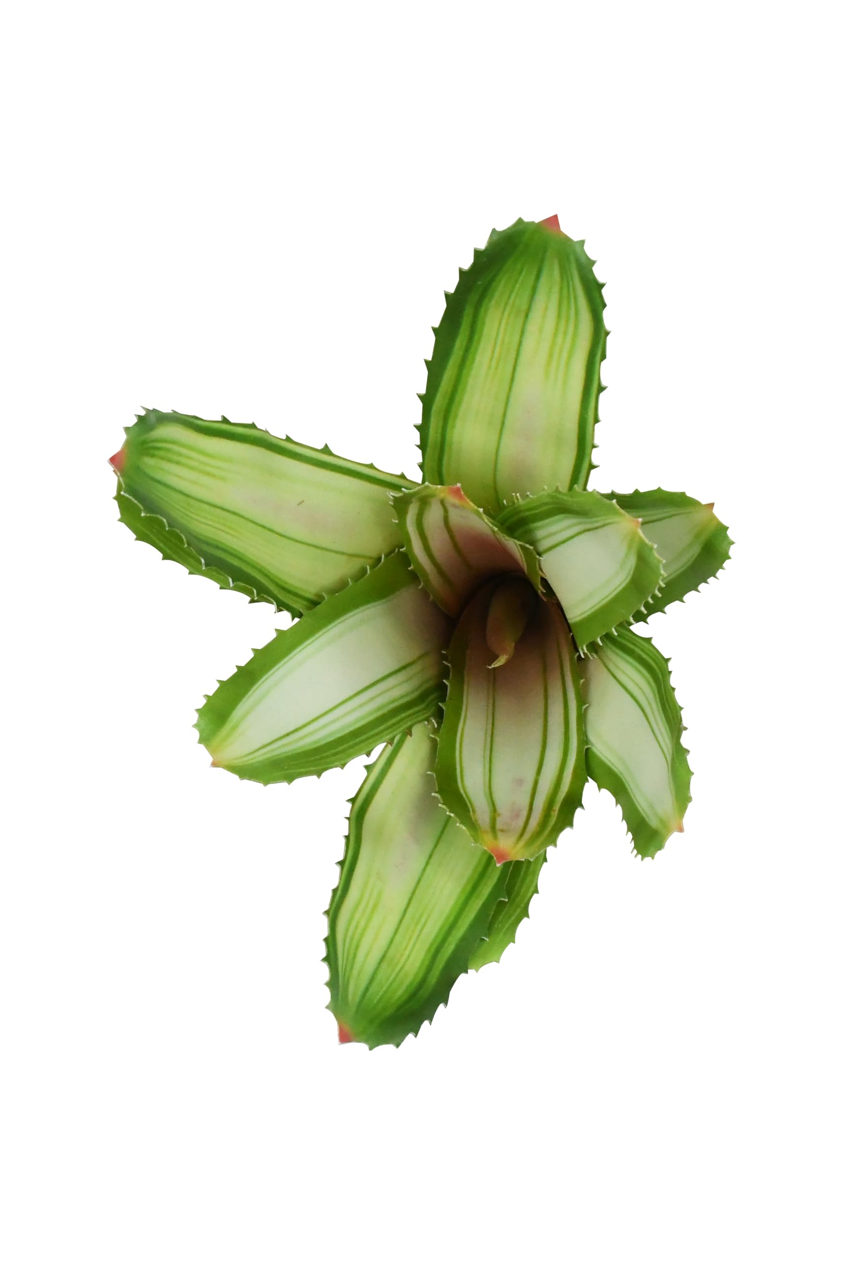 lucky-reptile-scape-it-easy-bromelie-neoregelia-wei-ca-20-cm-terrarien-dekopflan image 2