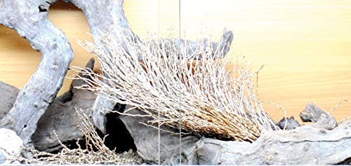 lucky-reptile-palmwedel-palmfackel-30-40-cm-naturdeko image 6