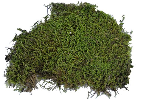 lucky-reptile-vivarium-moos-terrarienmoos-150-gramm image 5