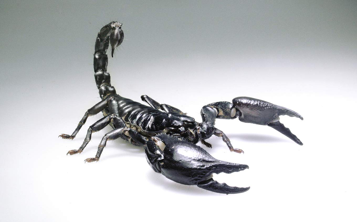 lucky-reptile-starter-kit-vogelspinne-skorpion-schwarz-50x28x40-cm image 7