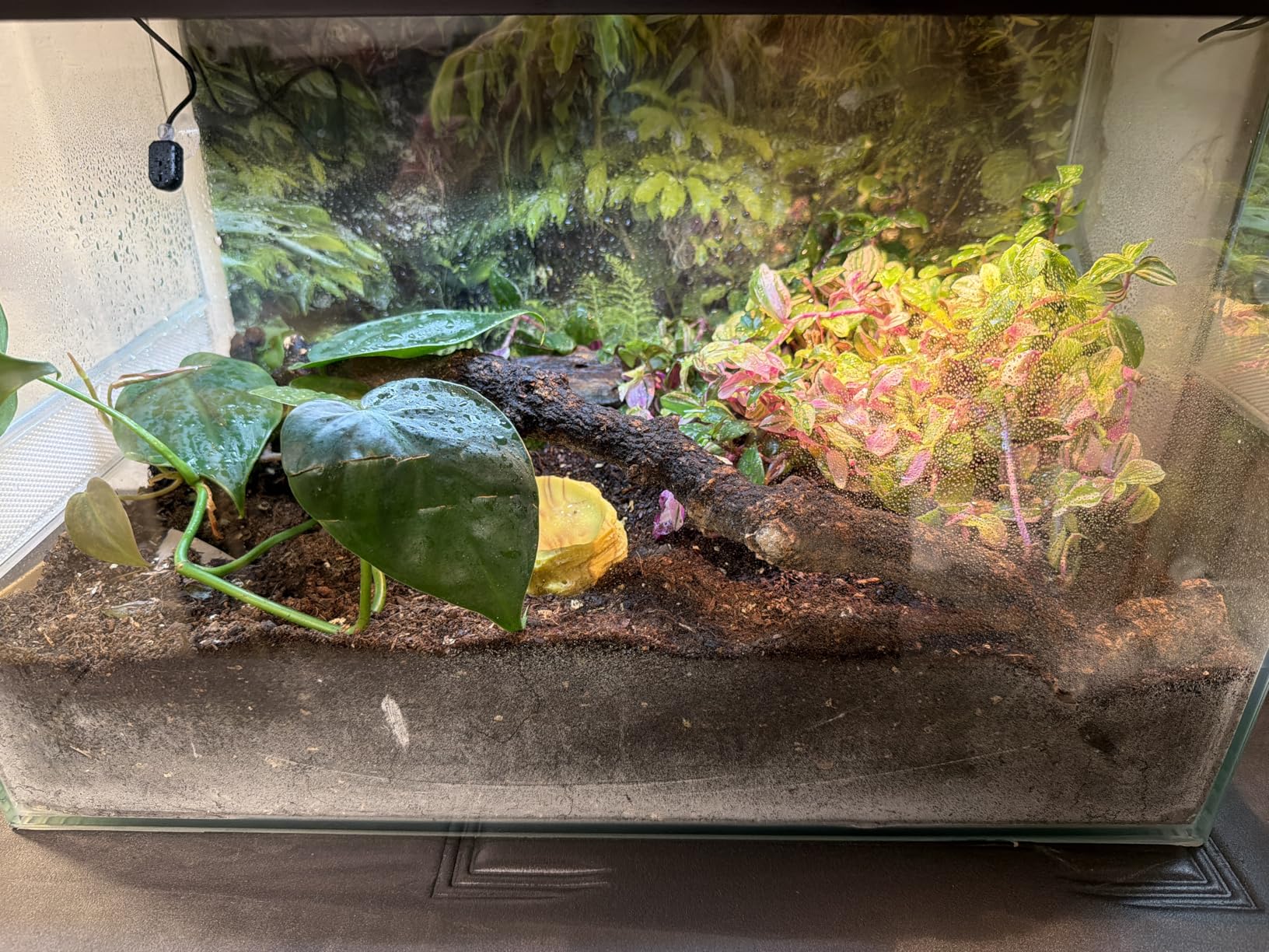 Perfektes Starterset für meine Smithi