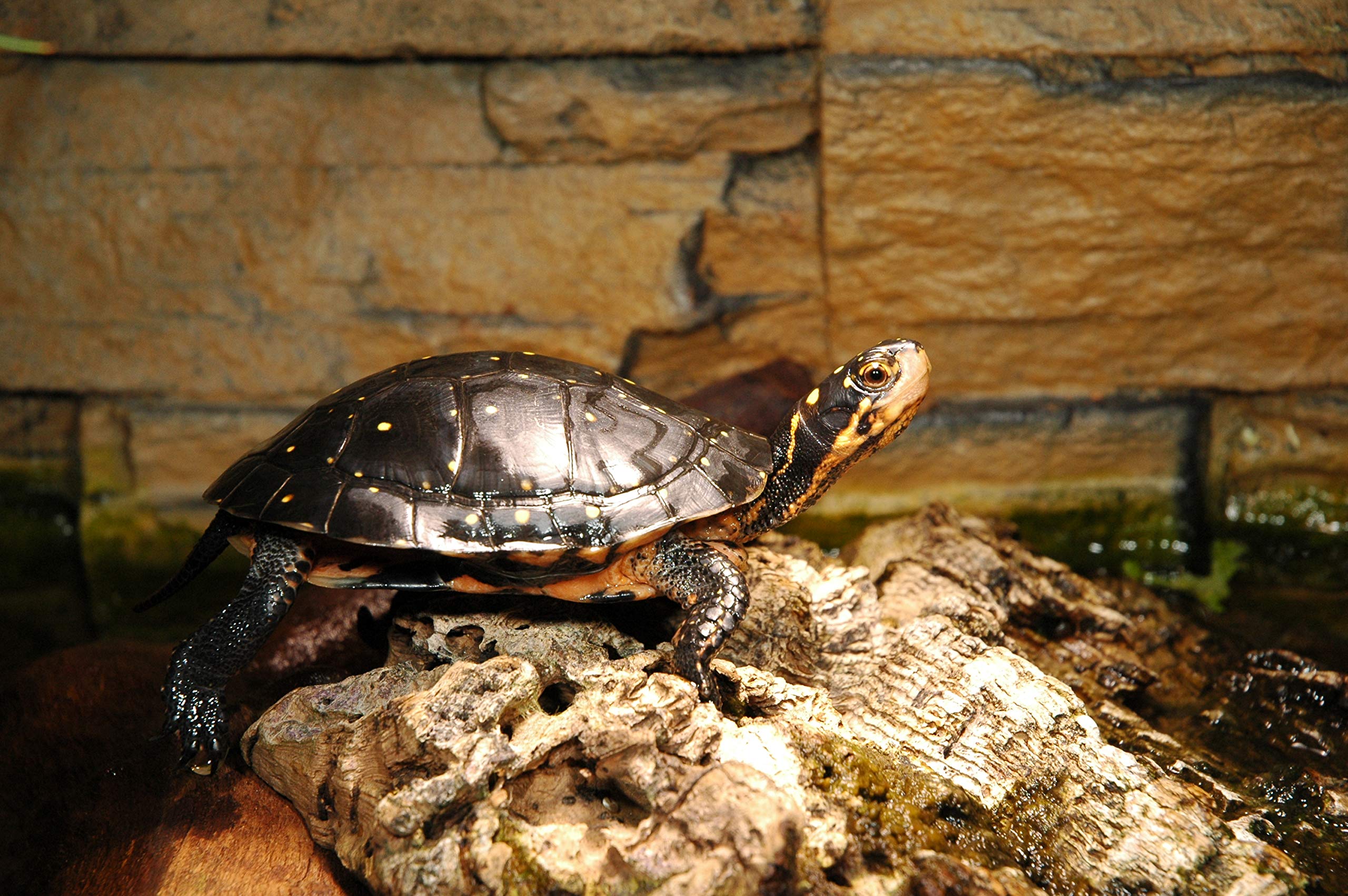 lucky-reptile-starter-kit-wasserschildkr-te-80-cm-schwarz image 3